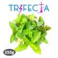 Mediterranean Mint メディトレニアンミント Trifecta 250g