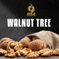 WALNUT TREE Dozaj BLACK 100g