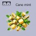 画像1: Cane mint ケインミント MEZZA メッツァ 100g (1)